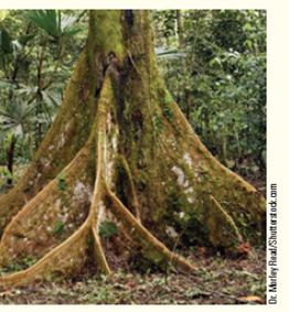 Most rainforest soil is very poor, with almost all of the nutrients available at the surface. To compete and capture these nutrients, some trees have very shallow roots and develop buttress roots ( Fig. ). Some buttress roots grow as high as 15 feet above the ground. Which root function do you think buttress roots perform? What kinds of cells would you predict dominate buttress roots? Would you predict that these trees have deep taproots? How tall would you predict buttressed trees to be: in the upper or lower canopy of the rainforest? Figure Buttress roots.    