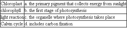 Match each of the following photosynthesis terms with its description or example.  