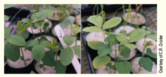 Rhizobium is a beneficial species of bacteria that forms a mutualistic relationship with plant roots, helping the plant to acquire nitrogen. Which of these soybean plants ( Fig. ) is successfully infected with rhizobium and why? Figure Soybean plants can partner with nitrogen-providing bacteria.