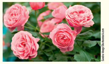Imagine you are standing next to the leaves of a rose bush ( Fig. ). In your hands is a digital gas analyzer used to measure changes in oxygen and carbon dioxide levels at the surface of the leaf, right at the stomata. Describe what the meter might tell you about gases moving into/out of the leaf related to photosynthesis during the day. Predict what the meter would read at nighttime. Figure Rose bush.