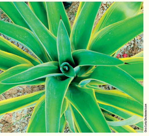 The century plant, or agave, is an evergreen plant commonly used as an ornamental in the dry, hot regions of the southwestern United States ( Fig. ). Its leaves have a thick, waxy covering, which gives them a bluish-gray color. Agaves lose very little water through transpiration, and if you were to look at their stomata with a magnifying glass, you would see they were closed during daylight hours. How does this provide a competitive advantage to the agave? How does it limit water loss? Figure Thick, waxy leaves of the Agave, or century plant.