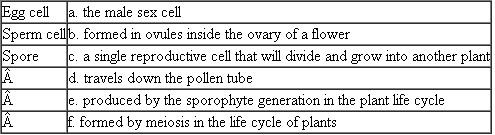 Match each of the following reproductive cells with its description or example. Each term on the left may match more than one description on the right.  