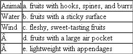 Match each of the following dispersal mechanisms with its description or example. Each term on the left may match more than one description on the right.  