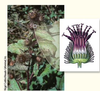 Burdock is an herbaceous biennial that lives in fields and pastures. It was the inspiration for the hook-and-loop fabric fastener (Velcro®). In nature, its adaptive hooks catch and tightly stick to a passing animal's fur. The animal carries the burr some distance before it stops to remove it. Look at Figure and determine whether this adaptation is one of the burdock's receptacle, fruit, or seed. How would the height of the stem affect the kinds of animals that disperse the burr? Would a large- or small-sized burr be favored to move the burr out from the seed shadow? Explain. Figure Burdock fruits.    