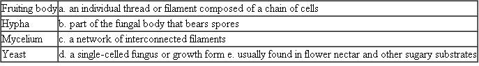 Match each of the following fungal body structures with its description or example. Each term on the left may match more than one description on the right.  