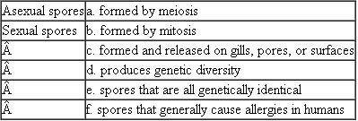 Match each of the following kinds of spores with its description or example. Each term on the left may match more than one description on the right.  