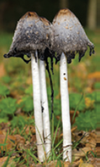 When the fruiting body of the inky cap mushroom begins to mature, digestive enzymes are released and the mushroom digests itself into a sticky, black liquid ( Fig. ). This self-digestion process causes the closely packed gills to pull apart and release millions of sexual spores into the air. However, the inky liquid traps many spores. If they germinate and grow, which spores are more likely to form a new fruiting body: those in the inky fluid or those released into the air? Why? Figure Inky cap mushrooms.    