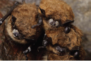 White-nose syndrome, a disease that has killed millions of bats in Europe and the northeastern United States, is caused by a fungal pathogen ( Fig. ). The fungus grows as a white, powdery substance on the noses, wings, and ears of bats. (1) Predict what environmental factors favor the growth of the fungus. (2) Do you think this fungus also infects bats that roost in trees instead of caves? (3) How do you think the fungus is spread? (4) At the end of an outing, people who explore caves disinfect their gear and clothing. Why do they do this? Figure Bat infected with white-nose syndrome.    