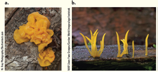 Two jelly fungi look very similar but live in different substrates. Dacrymes is found on the wood of dead conifer trees ( Fig. ). Tremella is a parasite on other fungi that live on living hardwood trees. Which of the two jelly fungi produces the following enzymes: (a) enzymes to degrade chitin, (b) enzymes to degrade cellulose, (c) enzymes to degrade proteins in living cytoplasm? Figure Jelly fungi fruiting bodies. Jelly fungi are known for the jelly-like texture of their fruiting bodies. Sexual spores of these three species of jelly fungi are produced on their bright yellow surfaces (a) Dacrymyces palmatus (b) Calocera cornea (c) Dacrymyces stillatus.        