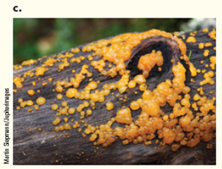 Two jelly fungi look very similar but live in different substrates. Dacrymes is found on the wood of dead conifer trees ( Fig. ). Tremella is a parasite on other fungi that live on living hardwood trees. Which of the two jelly fungi produces the following enzymes: (a) enzymes to degrade chitin, (b) enzymes to degrade cellulose, (c) enzymes to degrade proteins in living cytoplasm? Figure Jelly fungi fruiting bodies. Jelly fungi are known for the jelly-like texture of their fruiting bodies. Sexual spores of these three species of jelly fungi are produced on their bright yellow surfaces (a) Dacrymyces palmatus (b) Calocera cornea (c) Dacrymyces stillatus.        