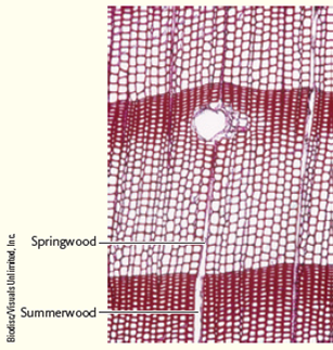 Investigators observed that the decay was concentrated in the springwood rather than the summerwood ( Fig. ). Why do you think this was the case? Figure Conifer tree rings.    