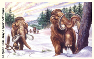 An extended global cold period called the Younger Dryas occurred about 12,800 years ago, a time when humans were becoming established in North America. One hypothesis links the onset of the Younger Dryas to humans hunting to extinction 114 large species of herbivorous animals such as mammoths, which produced large quantities of methane ( Fig. ). Explain why this hypothesis has a scientific basis and could be true. Figure Mammoths.