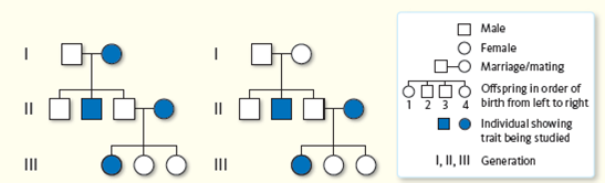 Which of the pedigrees below ( Fig. ) represents the inheritance pattern of a dominant trait? A recessive trait? Use the letter A to represent the dominant allele and a to represent the recessive allele and fill in the genotypes of as many individuals as you can. Figure Pedigree analysis. Phillip McClean. http://www.ndsu.nodak.edu/instruct/mcclean/plsc431/mendel/mendel9.htm