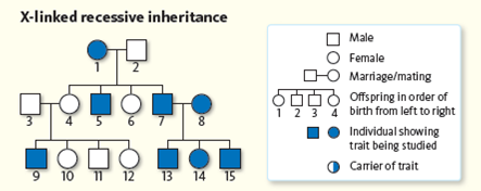 The following pedigree ( Fig. ) represents the inheritance of an X-Linked recessive trait. a. Complete the genotype for each of the family members. b. Why is there never any male-to-male transmission? c. If a mother has the trait, what is the likelihood that her sons will have the trait? Why is this? Figure Pedigree of an X-linked recessive inheritance.