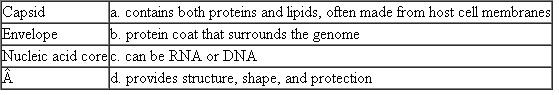 Match each of the following virus structures with its characteristic, description, or example. Each term on the left may match more than one description on the right.  