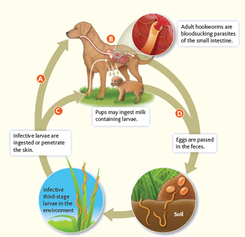 Hookworms are internal parasites of humans, cats, and dogs. The life cycle is shown in Figure. For each of the following prevention and treatment methods, determine where in the life cycle (A, B, C, D) of the parasite the treatment works: (a) using a deworming drug, (b) cleaning up dog feces from a kennel or yard, (c) having children wash their hands after playing and eating, (d) preventing the cat from using the sandbox as a litter box, (e) treating pregnant dogs with deworming drugs, (f) not walking barefoot in areas where people walk their dogs. Figure Hookworm life cycle.    