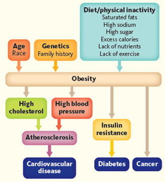 Using Figure , assess the risk of developing cardiovascular disease and diabetes for each of the following people. How many high-risk factors does each person have? Using a scale of high, moderate, or low, what do you think is the overall risk for the person developing heart disease and diabetes? Justify your answers. (a) a 60-year-old male construction worker who eats fast food every day for lunch; (b) a 50-year-old female CEO who drinks soda and eats sweets to get her through each stressful day; and (c) a 20-year-old college student who eats pizza, hamburgers, and other fast food each night for dinner before playing basketball each evening. Figure Interactions of risk factors, obesity, and chronic diseases.