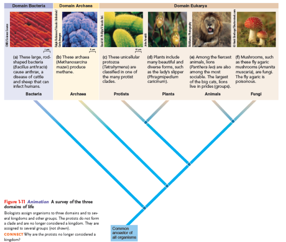 visualize Draw a simple cladogram illustrating the relationships among the following: Common ancestor of all organisms, Domain Eukarya, Domain Bacteria, Domain Archaea. To which domain do the organisms informally known as protists belong? To which domain do you belong? Refer to Figure 1 to check your answer. Figure 1 Animation A survey of the three domains of life Biologists assign organisms to three domains and to several kingdoms and other groups. The protists do not form a clade and are no longer considered a kingdom. They are assigned to several groups (not shown).