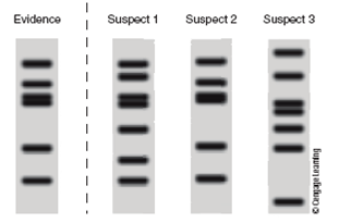 interpret data STR analysis was performed on blood from a crime scene as well as from three suspects. The crime scene DNA is marked Evidence. Which suspect's DNA matches the evidence?