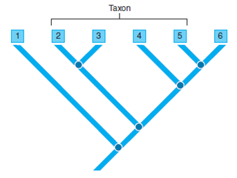 ANALYZING DATA. In the illustration, what kind of grouping is represented by the bracketed area? What type of group is formed by 2 and 3? What type of group is formed by 2, 4, and 6?  <div style=padding-top: 35px> 