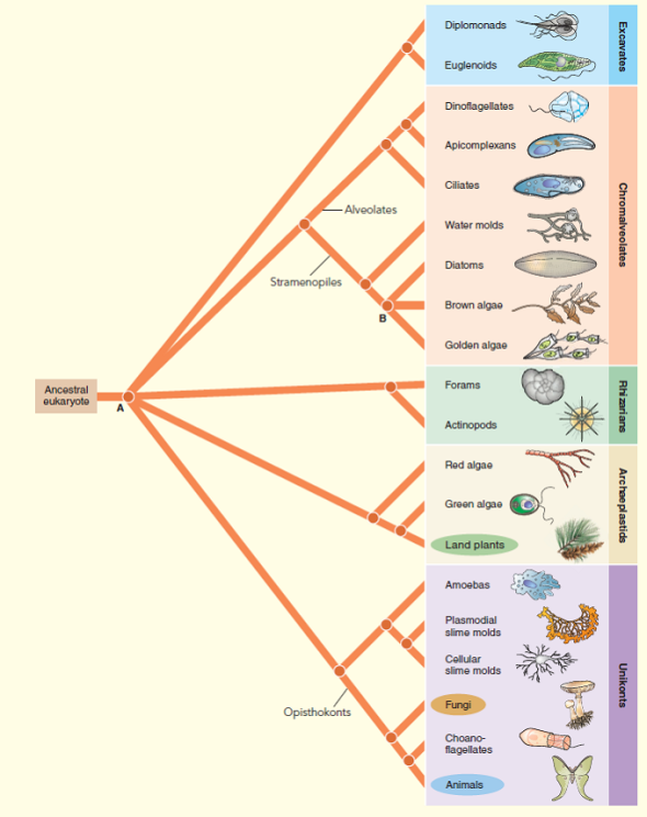 EVOLUTION LINK. Why are the protists considered paraphyletic? Use Figure to help explain your answer. FIGURE Evolutionary relationships among eukaryotes