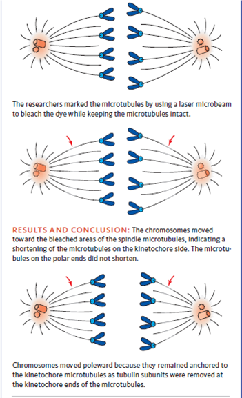 ANALYZING DATA. In the experiment with spindle microtubules during anaphase (see Fig), how would the spindle microtubules have looked during anaphase if they had disassembled at their polar ends instead of their kinetochore ends      FIGURE Animated Using laser photobleaching to determine how chromosomes are transported toward the spindle poles during anaphase