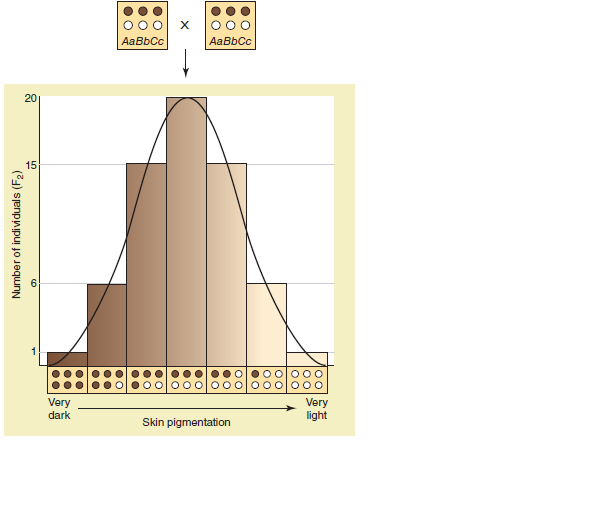 ANALYZING DATA. Using the graph in Figure, determine how many off spring were involved in the hypothetical cross studying skin color. What percentage had the lightest skin possible the darkest skin      FIGURE Polygenic inheritance in human skin pigmentation