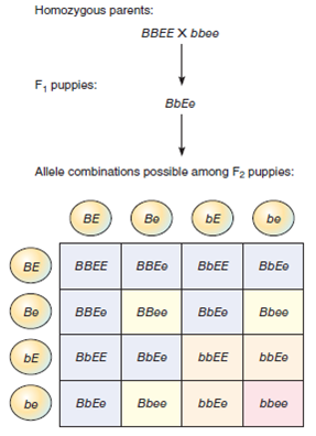 ANALYZING DATA. The following figure shows a cross between a homozygous black and a homozygous yellow Labrador retriever. What is the phenotype of the F 1 generation What are the phenotypes and the phenotypic ratio of the F 2 generation Inheritance of coat color in Labrador retrievers is an example of what type of inheritance pattern    