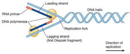 ANALYZING DATA. In the following diagram of DNA replication, label the 3 and 5 ends of the leading strand, lagging strand, and the two strands of the DNA double helix.