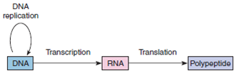 Draw an arrow on this figure to show where reverse transcription, catalyzed by the enzyme reverse transcriptase, occurs. Also, show where the enzymes DNA polymerase, RNA polymerase, and peptidyl transferase are involved.   