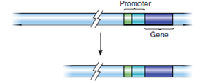 ANALYZING DATA. You are studying the rate of transcription of a particular eukaryotic gene. When the DNA located several thousand bases upstream of the gene is removed, the transcription rate of the gene decreases dramatically. How would you interpret these results    