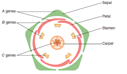 ANALYZING DATA. Flower parts are arranged in four concentric circles: sepals, petals, stamens, and carpel. According to the ABC model of floral organ development in Arabidopsis, class A genes are needed to specify sepals, the A and B genes to specify petals, the B and C genes to specify stamens, and class C genes to specify the carpel. If a mutation occurs in one of the B genes, rendering it inactive, what will the resulting flowers consist of    