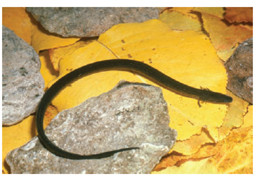 EVOLUTION LINK. Although most salamanders have four legs, a few species that live in shallow water lack hind limbs and have extremely tiny forelimbs ( see photograph ). Develop a hypothesis to explain how limbless salamanders came about according to Darwin's mechanism of evolution by natural selection. How could you test your hypothesis  The narrow-striped dwarf siren ( Pseudobranchus striatus axanthus )is an aquatic salamander that resembles an eel. It is native to Florida.   