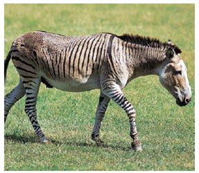 EVOLUTION LINK. The photograph shows a zebrass, a sterile hybrid produced on a Texas ranch by a cross between a zebra and a donkey. Based on what you have learned about prezygotic and postzygotic isolating mechanisms, which reproductive isolating mechanism(s)would you say is/are probably at work here How would you test your hypothesis    