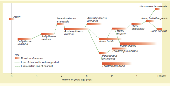 ANALYZING DATA. If you were to add H. floresiensis to Figure, where would you put it Justify your answer. FIGURE One interpretation of human evolution This interpretation, compiled by the author from multiple sources, will likely change as new evidence comesto light.