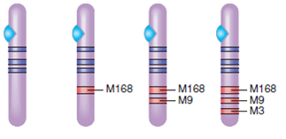 ANALYZING DATA. The four chromosomes depicted below are Y chromosomes from men in different parts of the world. The purple bands represent specific genes that are identical in all four men. The red bands represent genetic mutations (M)that appeared at different times; M168 appeared about 50,000 years ago, M9 about 40,000 years ago, and M3 about 10,000 years ago. Based on what you have learned in this chapter, identify the geographic source of men carrying each of these chromosomes: African, Eurasian, Amerindian, and first migrants out of Africa. (You may wish to refer back to Figure.)     FIGURE The path of human migrations, based on Y chromosome data   