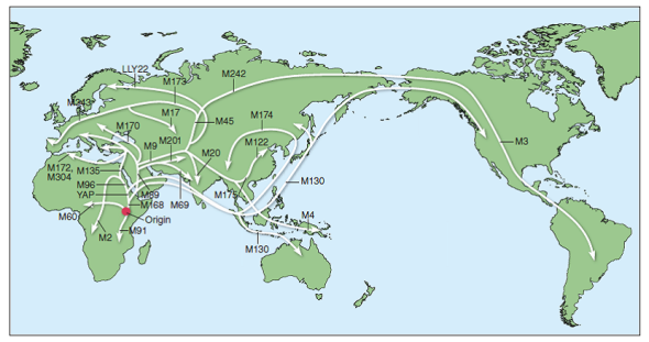 ANALYZING DATA. The four chromosomes depicted below are Y chromosomes from men in different parts of the world. The purple bands represent specific genes that are identical in all four men. The red bands represent genetic mutations (M)that appeared at different times; M168 appeared about 50,000 years ago, M9 about 40,000 years ago, and M3 about 10,000 years ago. Based on what you have learned in this chapter, identify the geographic source of men carrying each of these chromosomes: African, Eurasian, Amerindian, and first migrants out of Africa. (You may wish to refer back to Figure.) FIGURE The path of human migrations, based on Y chromosome data