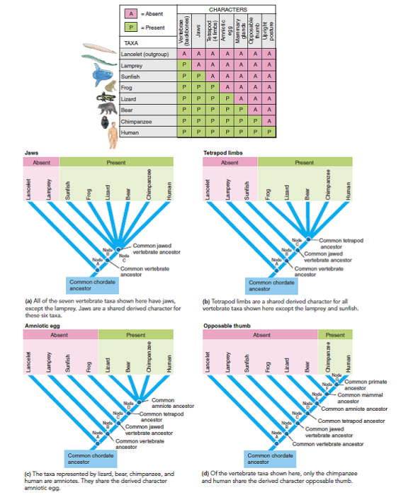 ANALYZING DATA. Construct a cladogram based on the following data. Mosses are plants with no vascular tissue. Horsetails, ferns, gymnosperms (pines and other plants with naked seeds), and angiosperms (flowering plants)are all vascular plants. Seeds are absent in all but the gymnosperms and angiosperms. Angiosperms are the only seed plants with flowers. ( Hint: To help you construct the cladogram, draw a simple table showing which characters are present in each group. See Figure.) FIGURE Animated Constructing a cladogram