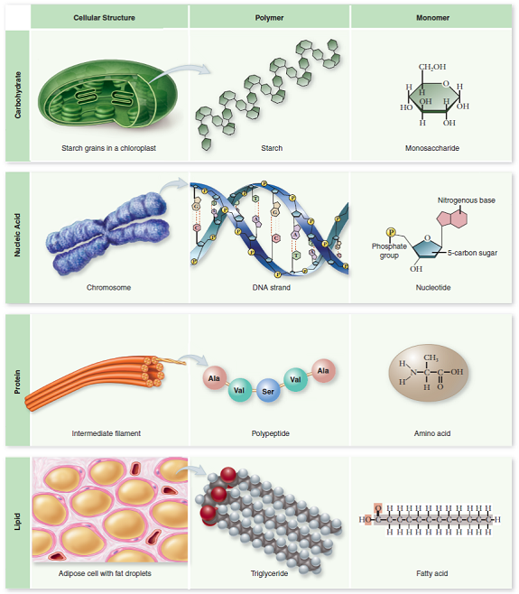 How do the four biological macromolecules differ from one another Refer to the diagram of the monomer structure in figure 3.3 and summarize what clues you use to distinguish between these important molecules.  