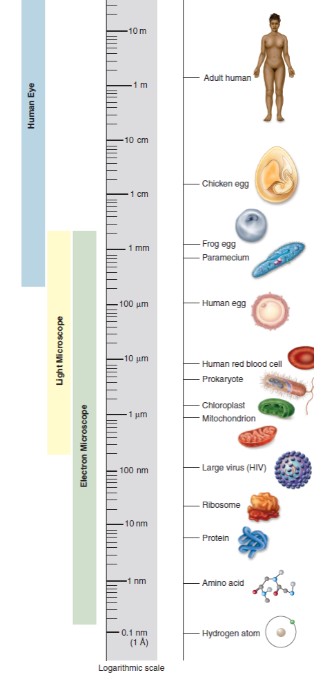 Eukaryotic cells are typically larger than prokaryotic cells (refer to figure 4.2). How might the difference in the cellular structure of eukaryotic versus a prokaryotic cell help to explain this observation    figure 4.2