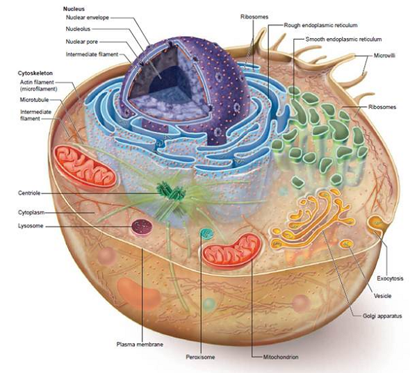 The smooth endoplasmic reticulum is the site of synthesis of the phospholipids that make up all the membranes of a cell- especially the plasma membrane. Use the diagram of an animal cell (see figure 4.6) to trace a pathway that would carry a phospholipid molecule from the SER to the plasma membrane. What endomembrane compartments would the phospholipids travel through How can a phospholipid molecule move between membrane compartments    Figure 4.6 Structure of an animal cell. In this generalized diagram of an animal cell, the plasma membrane encases the cell, which contains the cytoskeleton and various cell organelles and interior structures suspended in a semifluid matrix called the cytoplasm. Some kinds of animal cells possess finger-like projections called microvilli. Other types of eukaryotic cells-for example, many protist cells-may possess flagella, which aid in movement, or cilia, which can have many different functions.