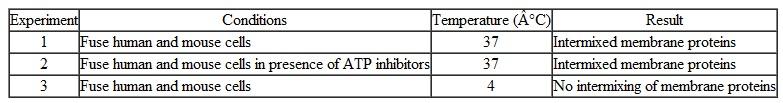 Figure 5.4 describes a classic experiment demonstrating the ability of proteins to move within the plane of the cell's plasma membrane. The following table outlines three different experiments using the fusion of labeled mouse and human cells. What conclusions can you reach about the movement of these proteins      Figure 5.4 Test of membrane fluidity.