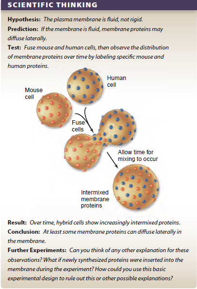 Figure 5.4 describes a classic experiment demonstrating the ability of proteins to move within the plane of the cell's plasma membrane. The following table outlines three different experiments using the fusion of labeled mouse and human cells. What conclusions can you reach about the movement of these proteins      Figure 5.4 Test of membrane fluidity.