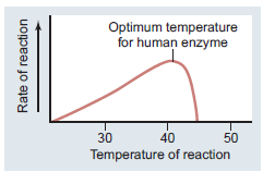 Examine the graph showing the rate of reaction versus temperature for an enzyme-catalyzed reaction in a human. a. Describe what is happening to the enzyme at around 40°C. b. Explain why the line touches the x -axis at approximately 20°C and 45°C. c. Average body temperature for humans is 37°C. Suggest a reason why the temperature optimum of this enzyme is greater than 37°C.  