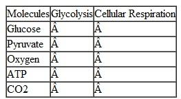 Use the following table to outline the relationship between the molecules and the metabolic reactions.  