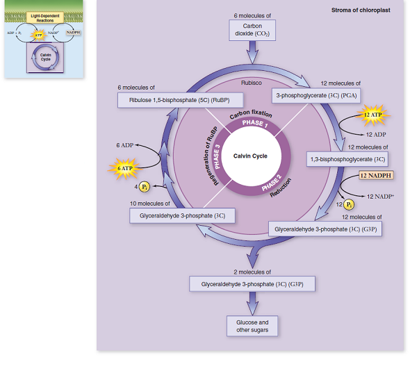 Study the process of the Calvin cycle diagrammed in figure 8.16. Where do the ATP and NADPH used in this reaction come from How can a chloroplast generate enough ATP to support the needs of the Calvin cycle