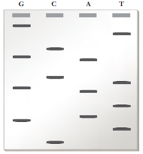 Enzymatic sequencing of a short strand of DNA was completed using dideoxynucleotides. Use the gel shown to determine the sequence of that DNA.