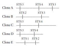 You are in the early stages of a genome-sequencing project. You have isolated a number of clones from a BAC library and mapped the inserts in these clones using STSs. Use the STSs to align the clones into a contiguous sequence of the genome (a contig).  