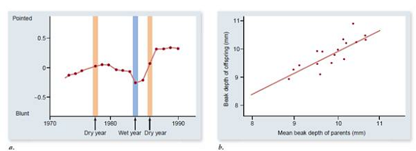 Explain how data shown in fi gure 21.2 a and b relate to the conditions identified by you in question 1.    Figure21.2 Evidence that natural selection alters beak shape in the medium ground finch (Geospiza fortis). a. In dry years, when only large, tough seeds are available, the mean beak depth increases. In wet years, when many small seeds are available, mean beak depth decreases. b. Beak depth is inherited from parents to offspring.