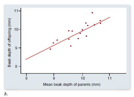 On figure 21.2 b, draw the relationship between offspring beak depth and parent beak depth, assuming that there is no genetic basis to beak depth in the medium ground finch.    Figure21.2 Evidence that natural selection alters beak shape in the medium ground finch (Geospiza fortis). b. Beak depth is inherited from parents to offspring. Figure 21.5 Artificial selection can lead to rapid and substantial evolutionary change.